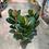 Miniaturbild: Ficus Elastica "Robusta"