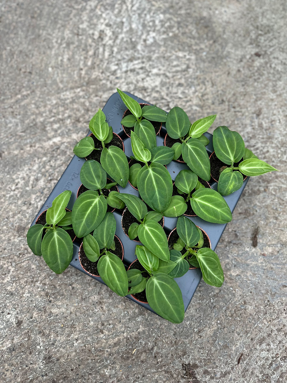 Anthurium Villenaorum