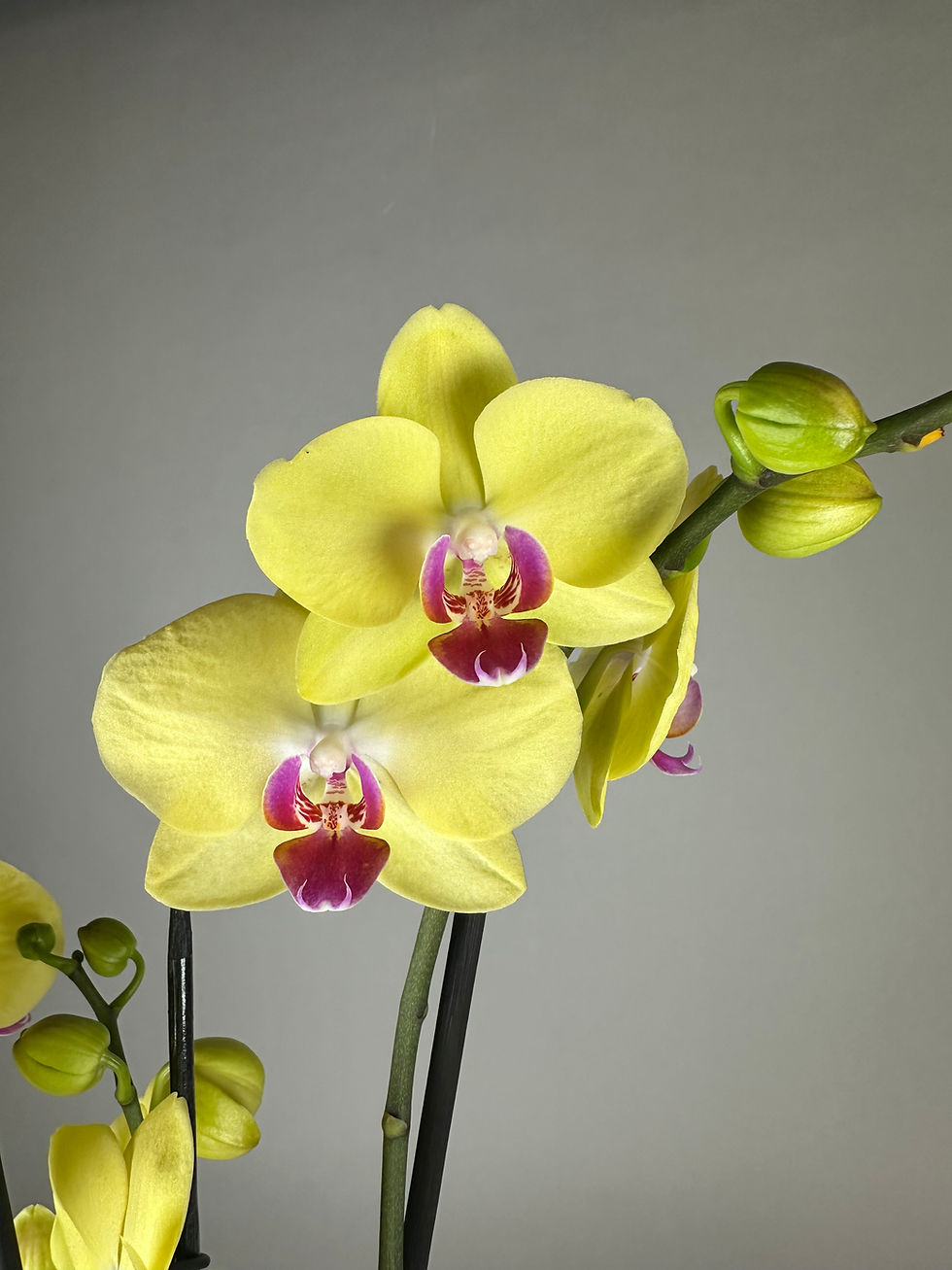 Miniaturbild: Phalaenopsis golden color