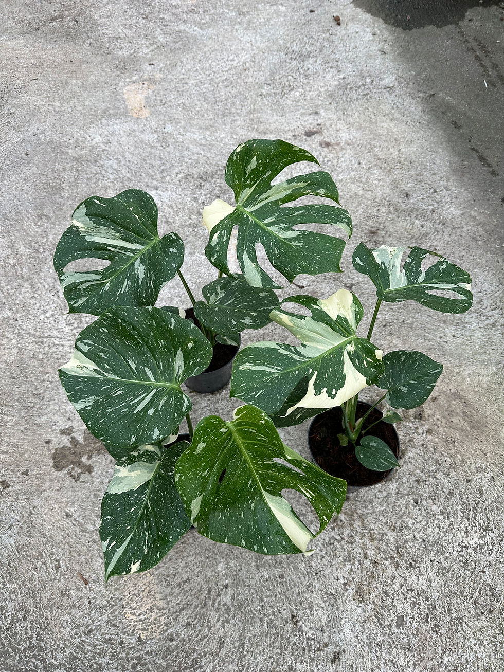 Monstera Thaiconstellation