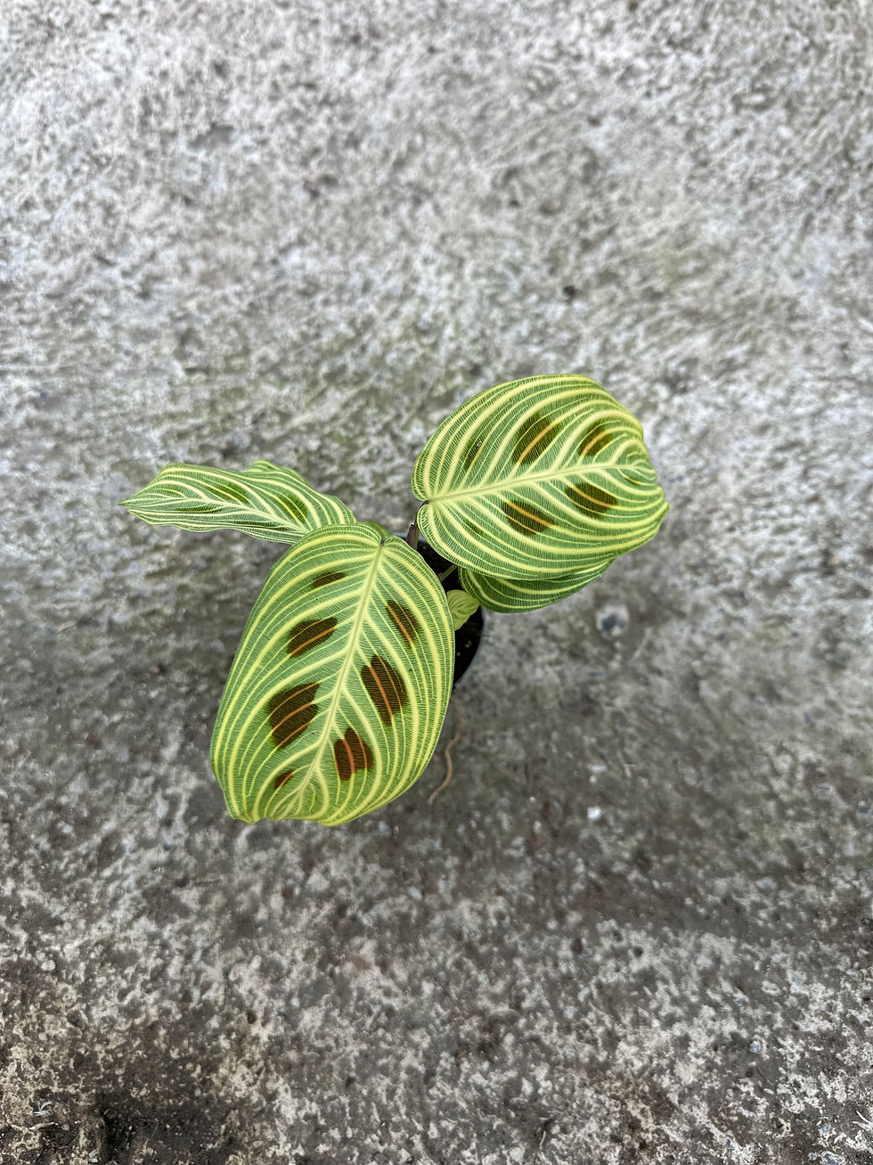 Miniaturbild: Maranta Leuconeura golden veins