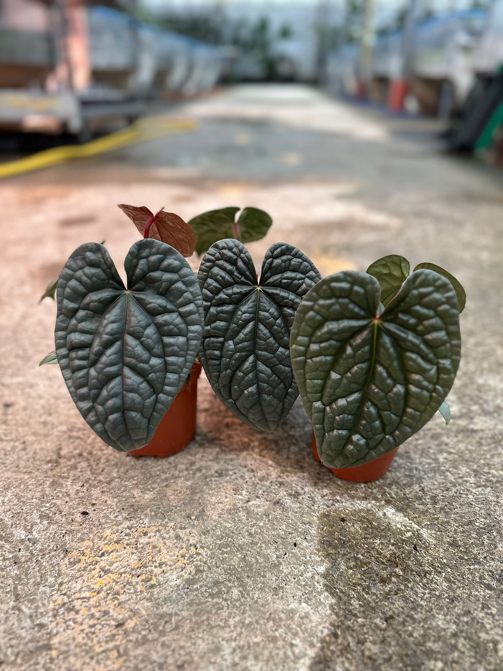 Miniaturbild: Anthurium Luxurians