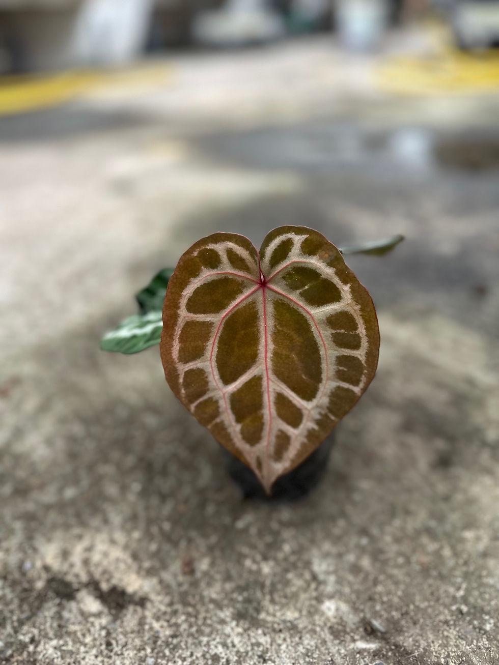 Miniaturbild: Anthurium Zara x Michelle F2 X Supersilver x Red Crystallinum