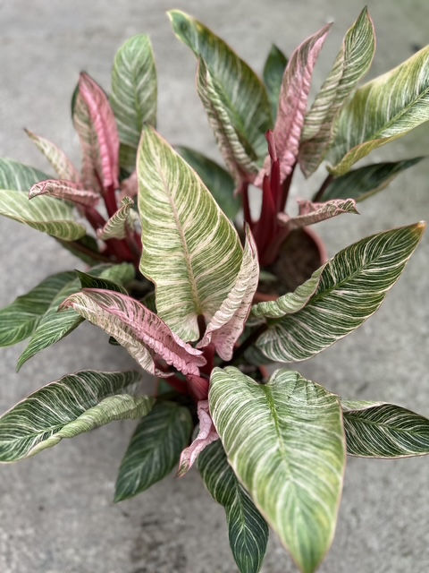 Philodendron Pink Birkin XL