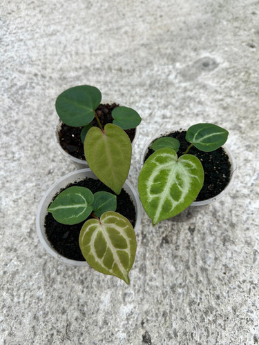 New Hybrid Collection