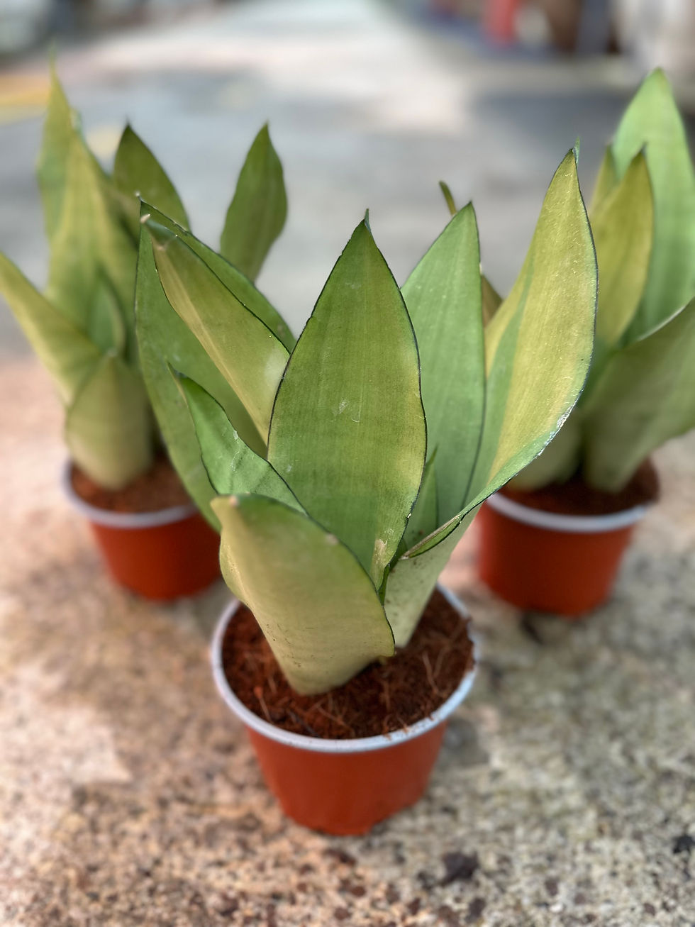 Miniaturbild: Sansevieria Trifasciata moonshine