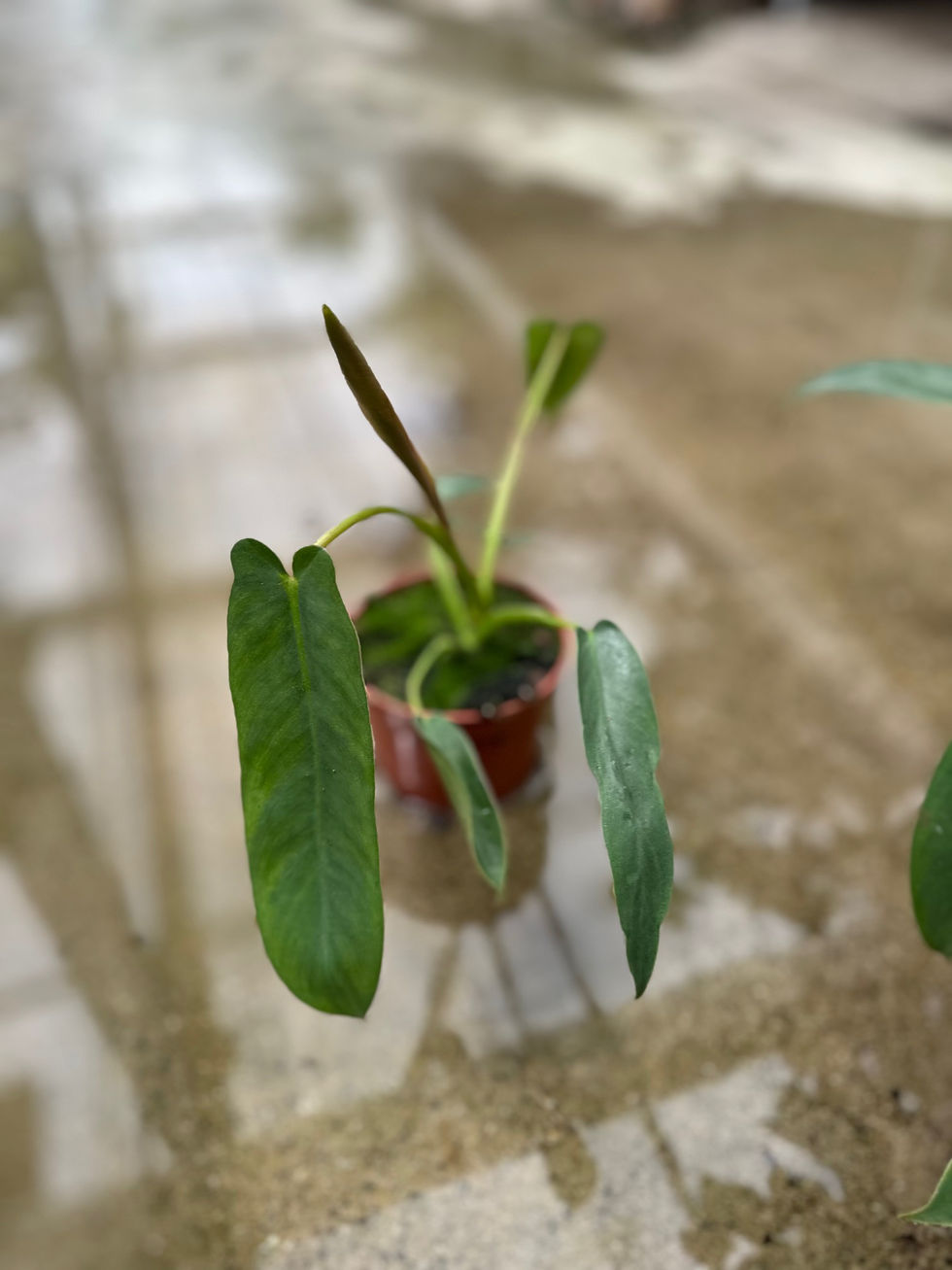 Philodendron Spiritus Sancti