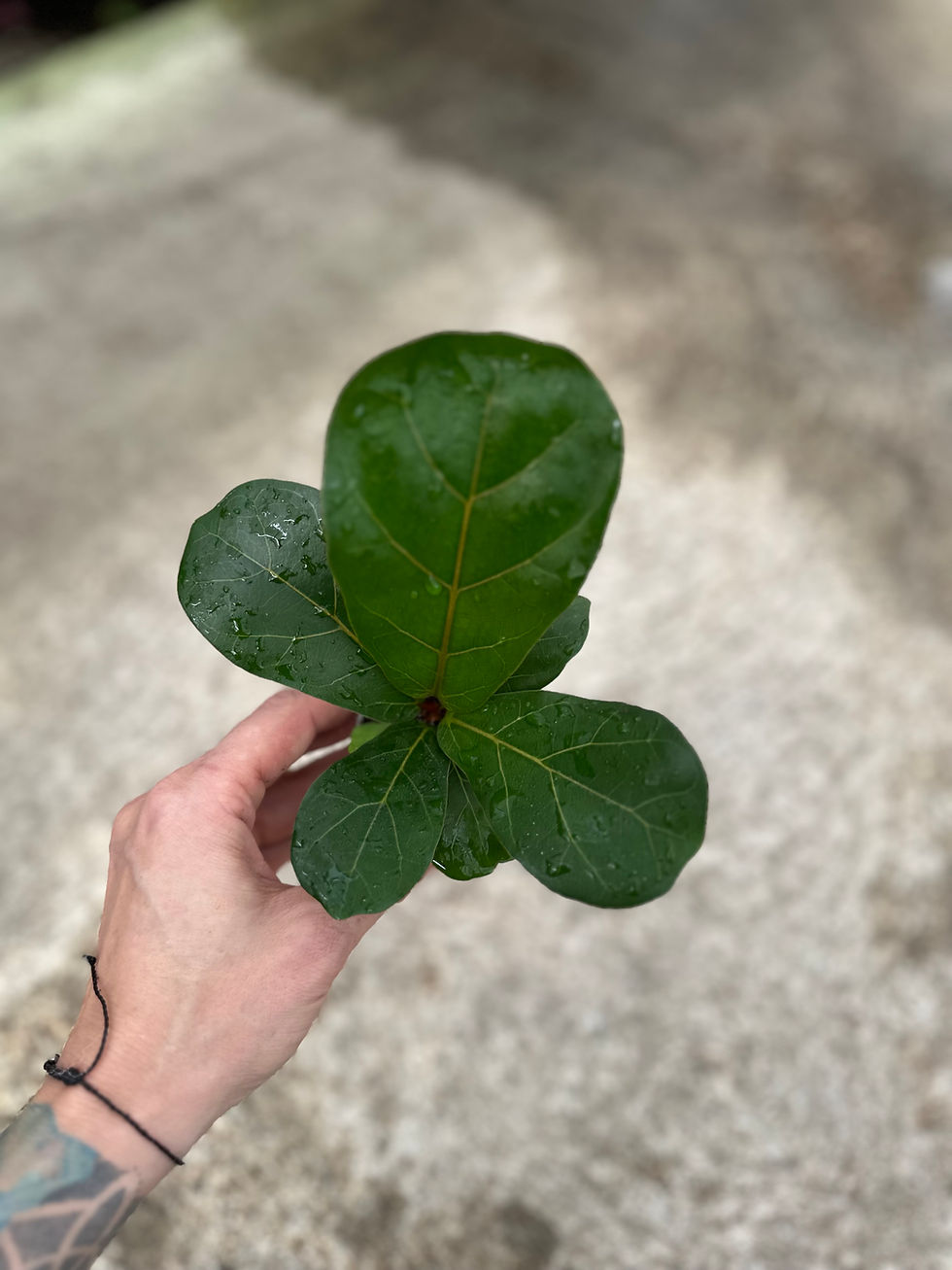 Miniaturbild: Ficus Lyrata