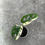 Miniaturbild: Monstera Adansonii variegata