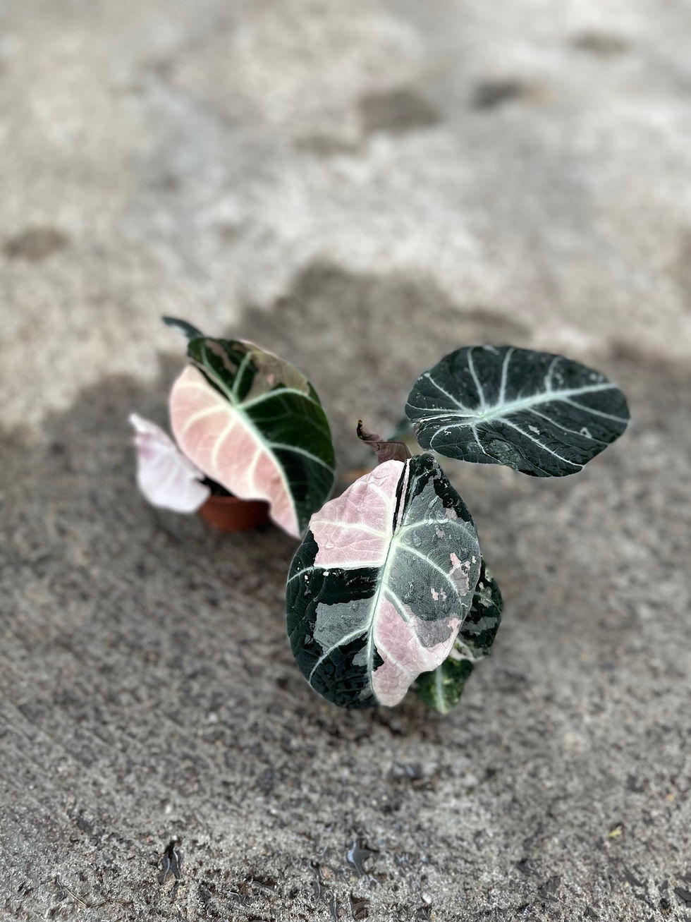 Alocasia Black Velvet pink variegated