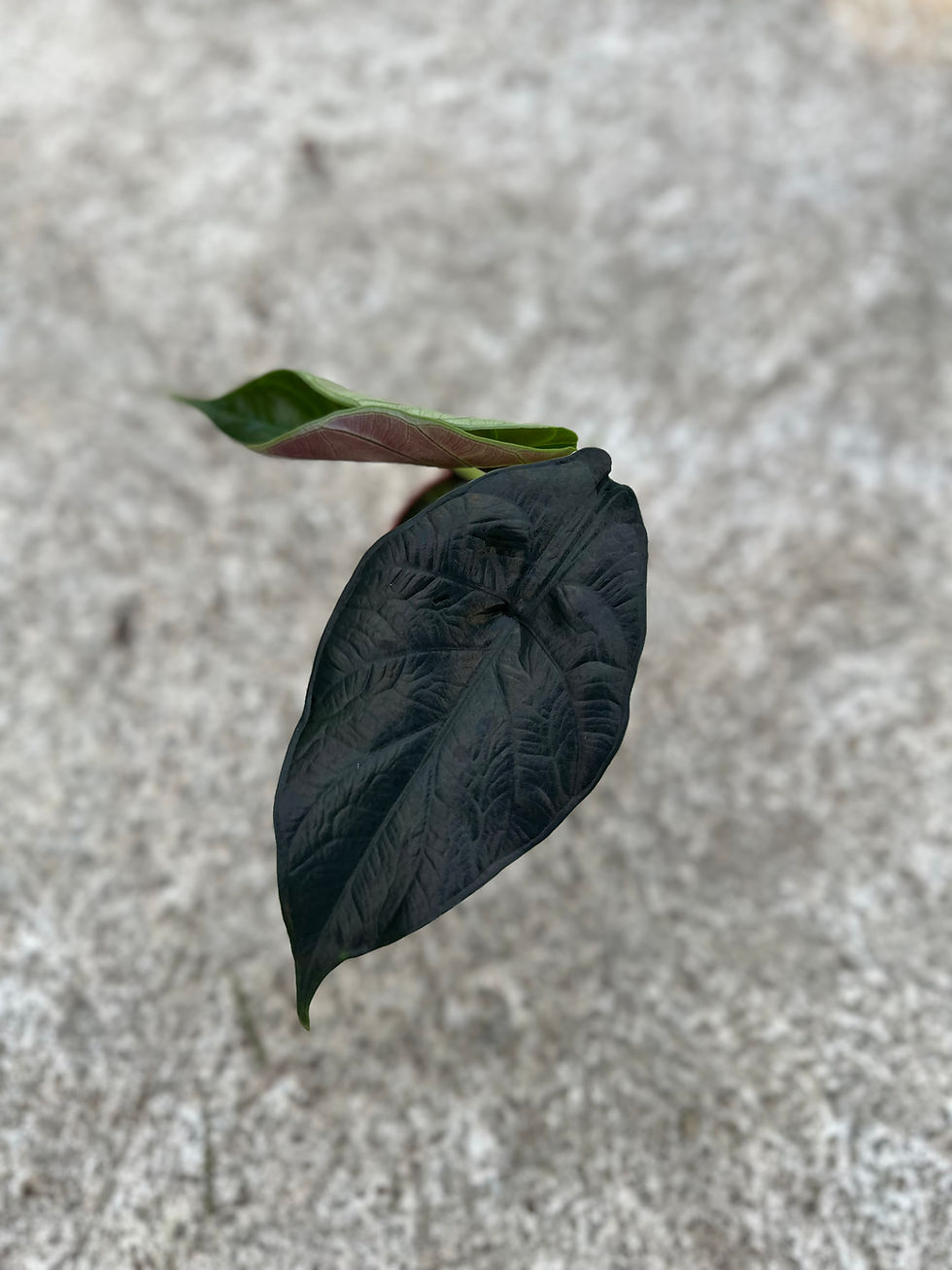 Alocasia "Green Unicorn"