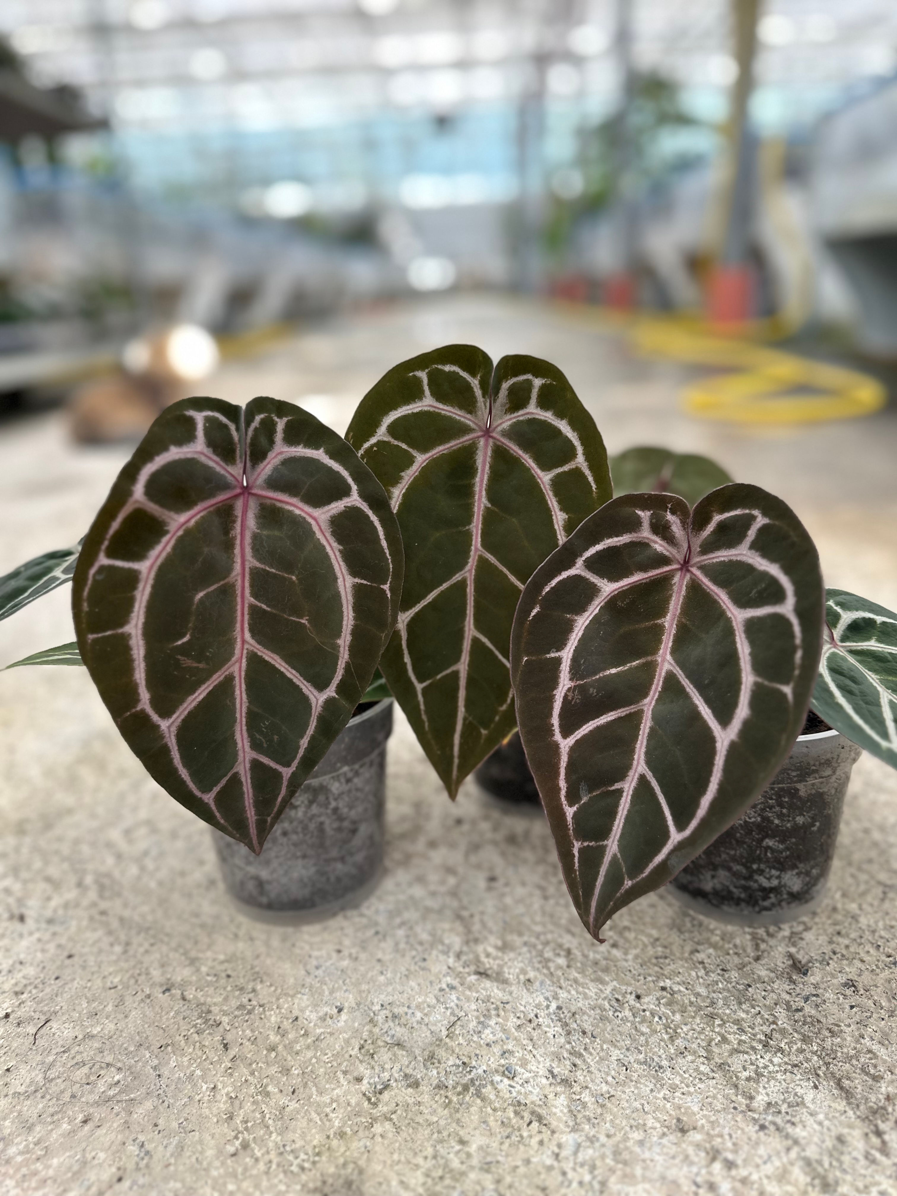 Anthurium ZxM F2 x M