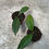 Miniaturbild: Hoya Clemensiorum dark Leaf