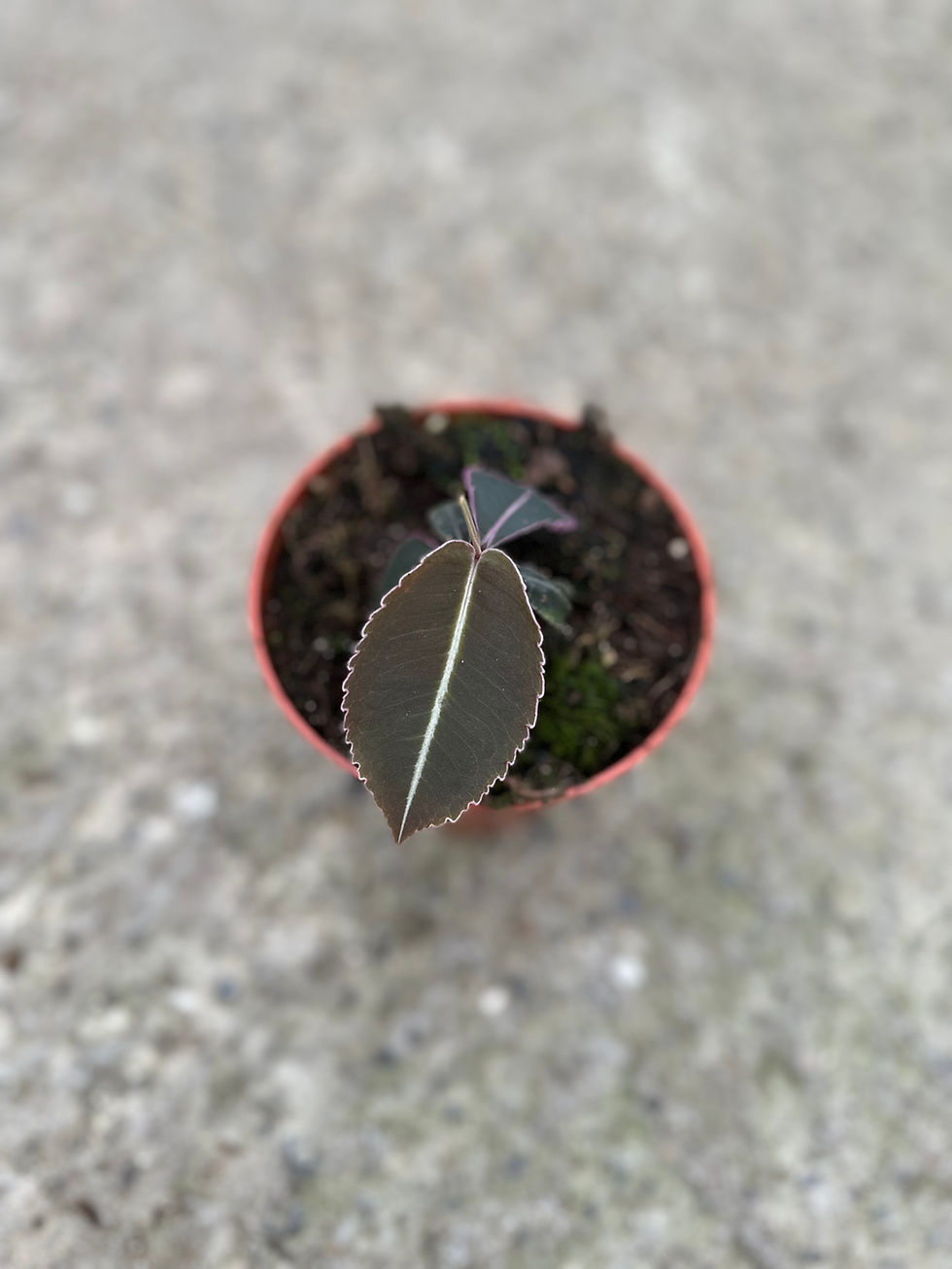 Miniaturbild: Labisia Pumila