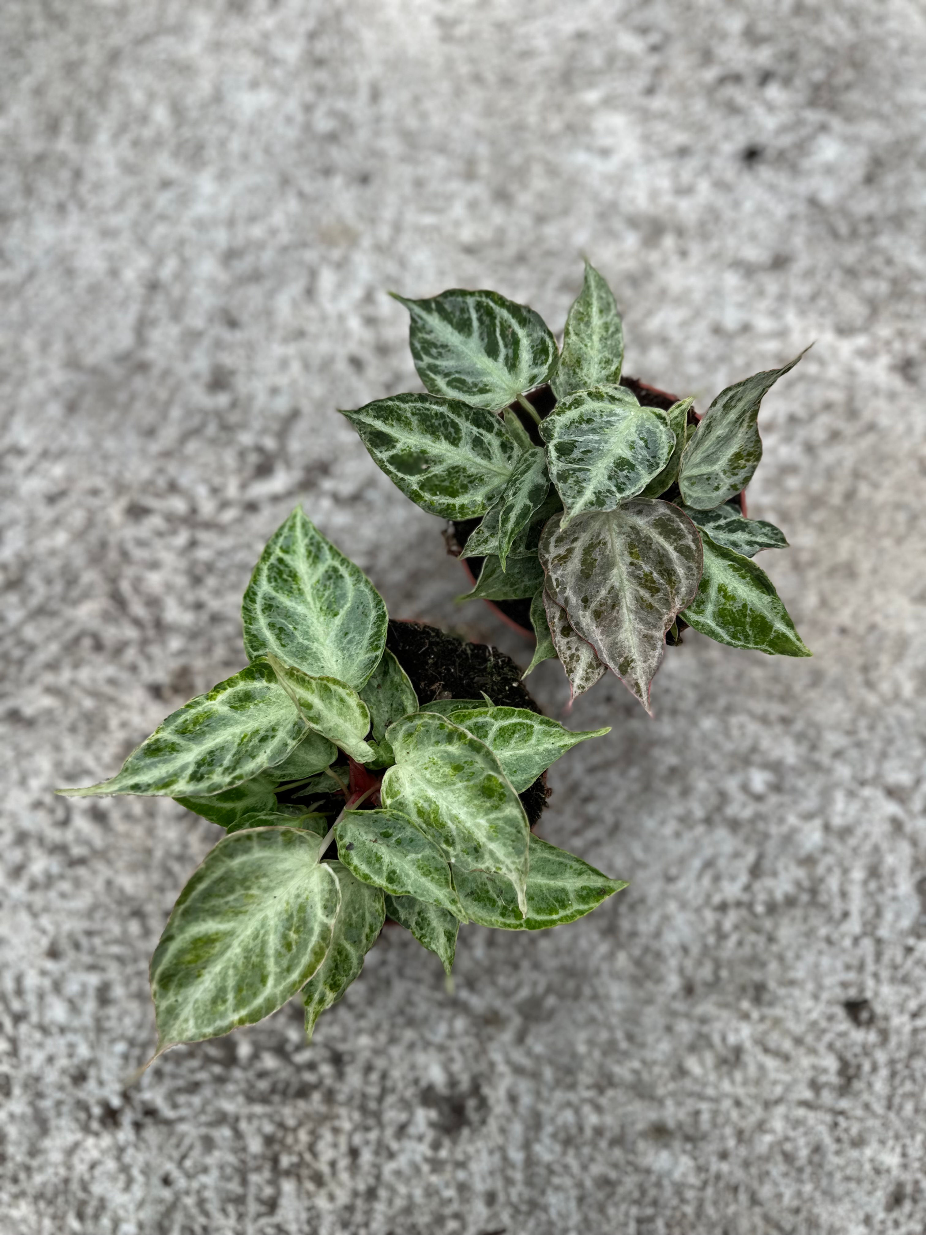 Anthurium Silver Blush Mint