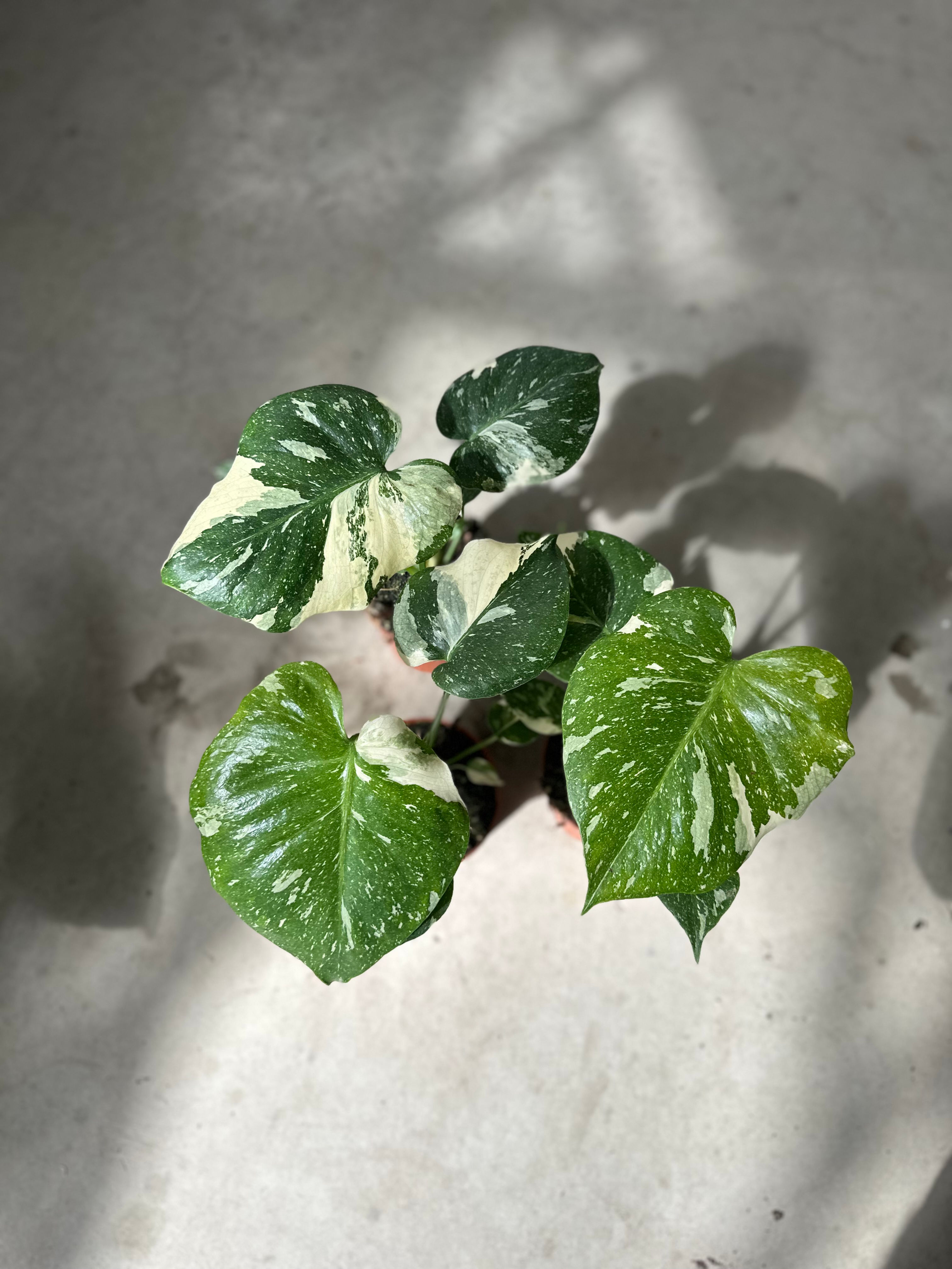 Monstera Thaiconstellation