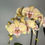 Miniaturbild: Phalaenopsis Parton