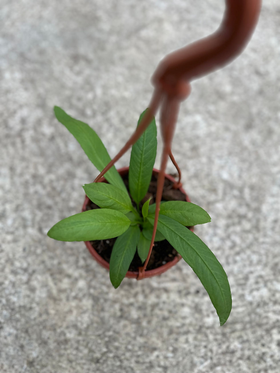 Anthurium Palidiflorum