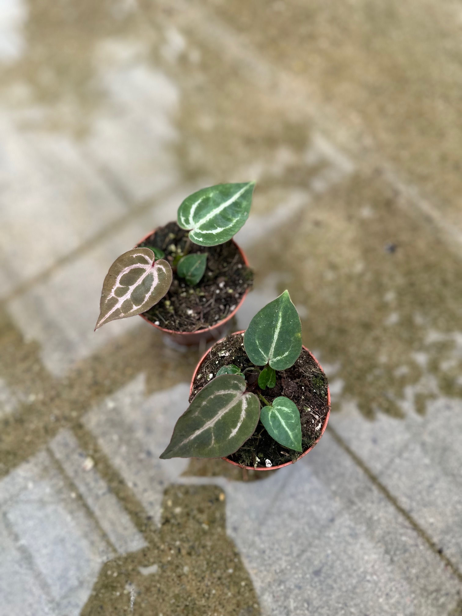 Anthurium Red Crystallinum