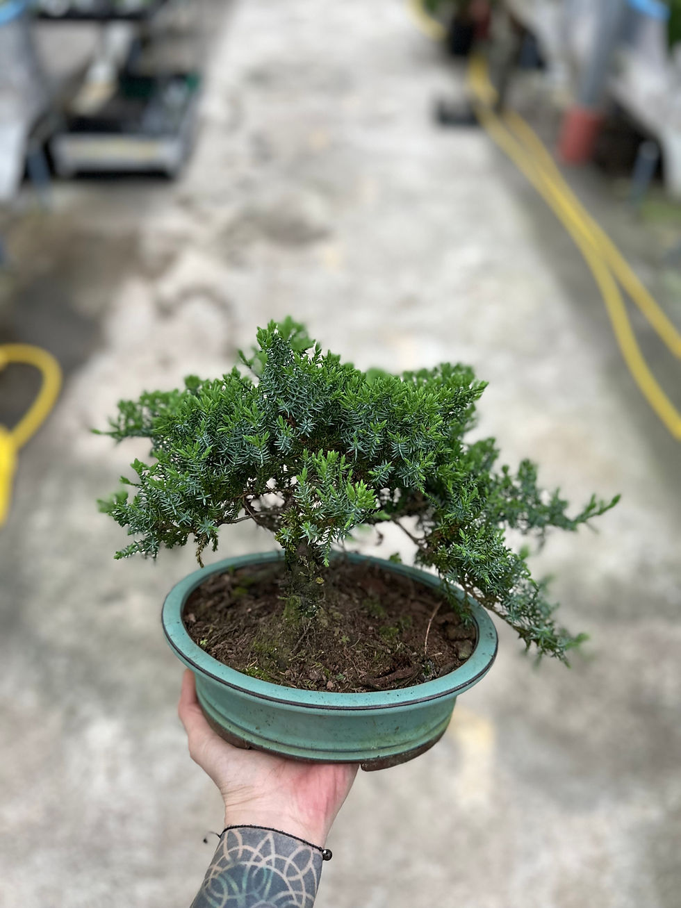 Uniperus Bonsai "Cascade"