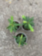 Biophytum Sensitivum