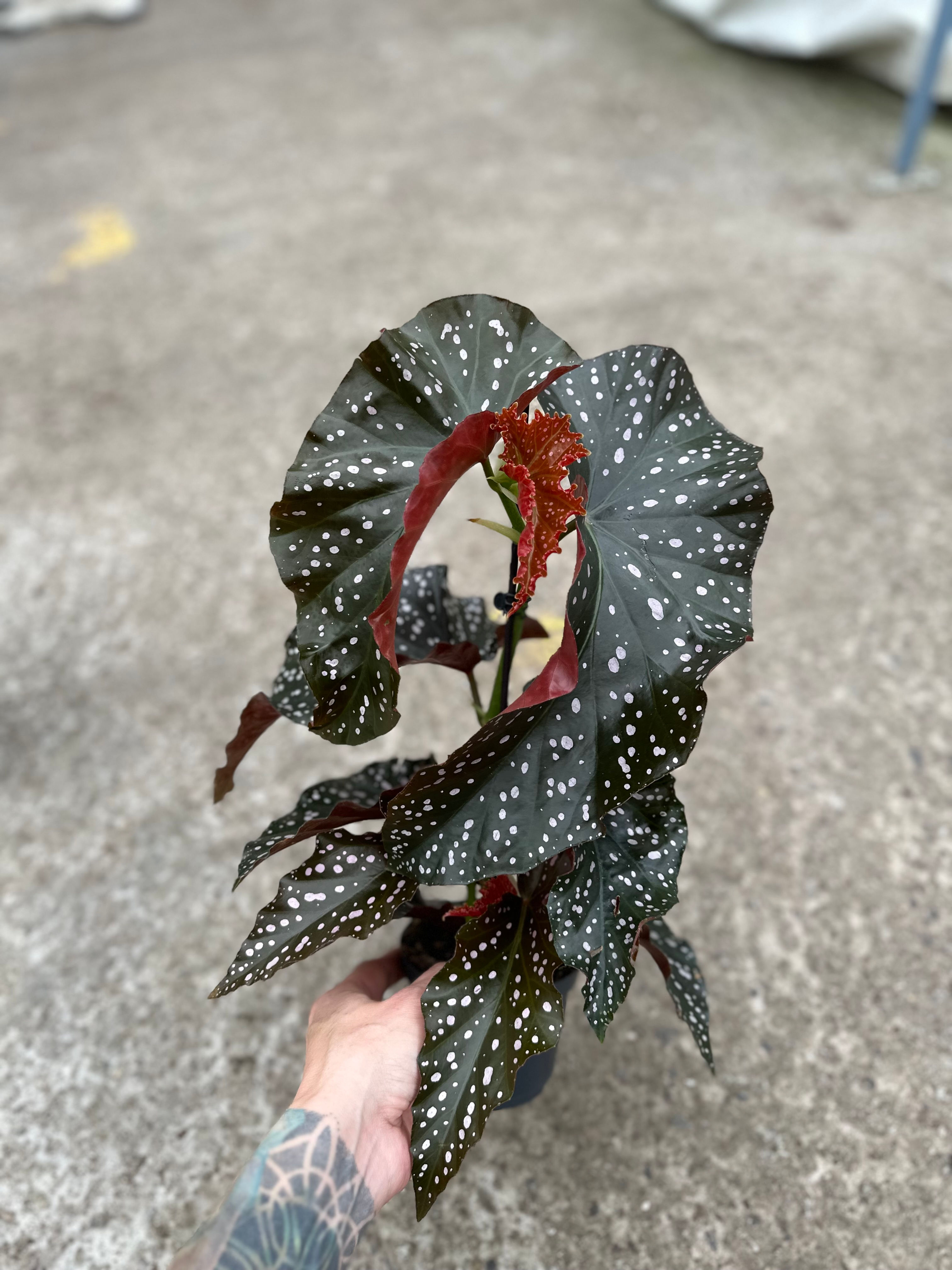 Begonia Angel Wings