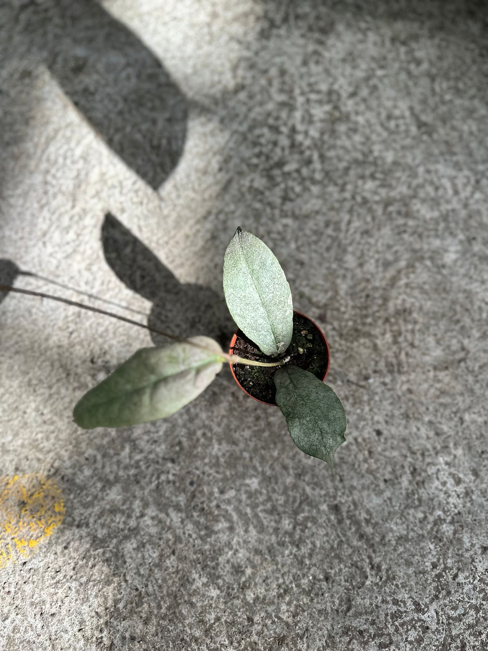 Miniaturbild: Hoya Mitrata silver