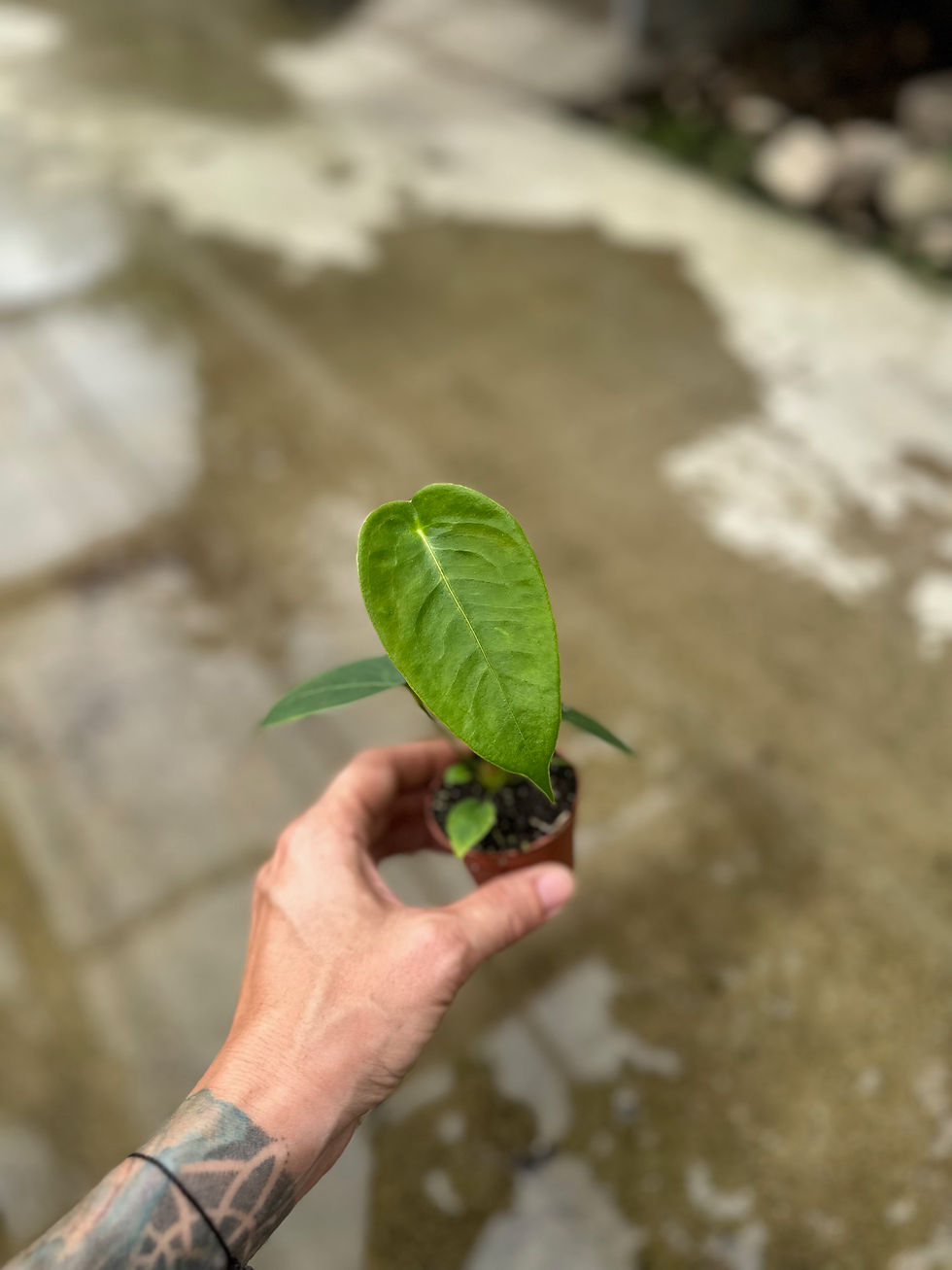 Miniaturbild: Anthurium Peltigerum