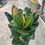 Miniaturbild: Ficus Elastica "Robusta"