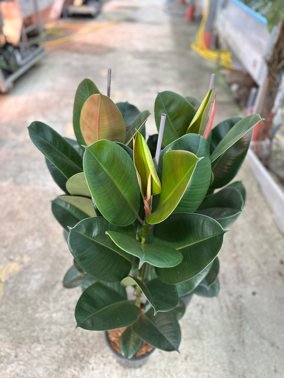 Miniaturbild: Ficus Elastica "Robusta"