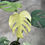 Miniaturbild: Monstera Deliciosa Mint