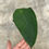 Miniaturbild: Anthurium Peltigerum
