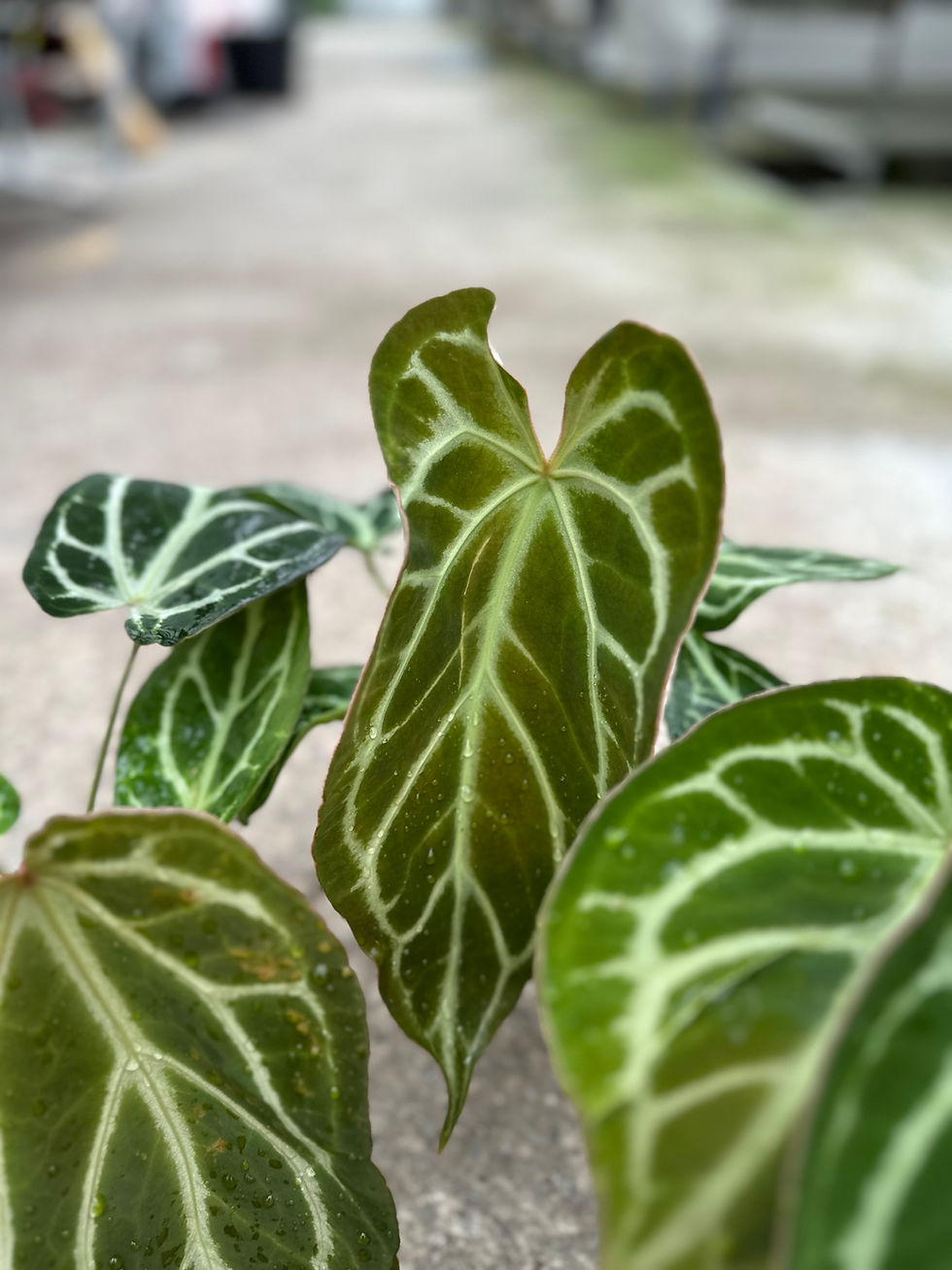 Miniaturbild: Anthurium San