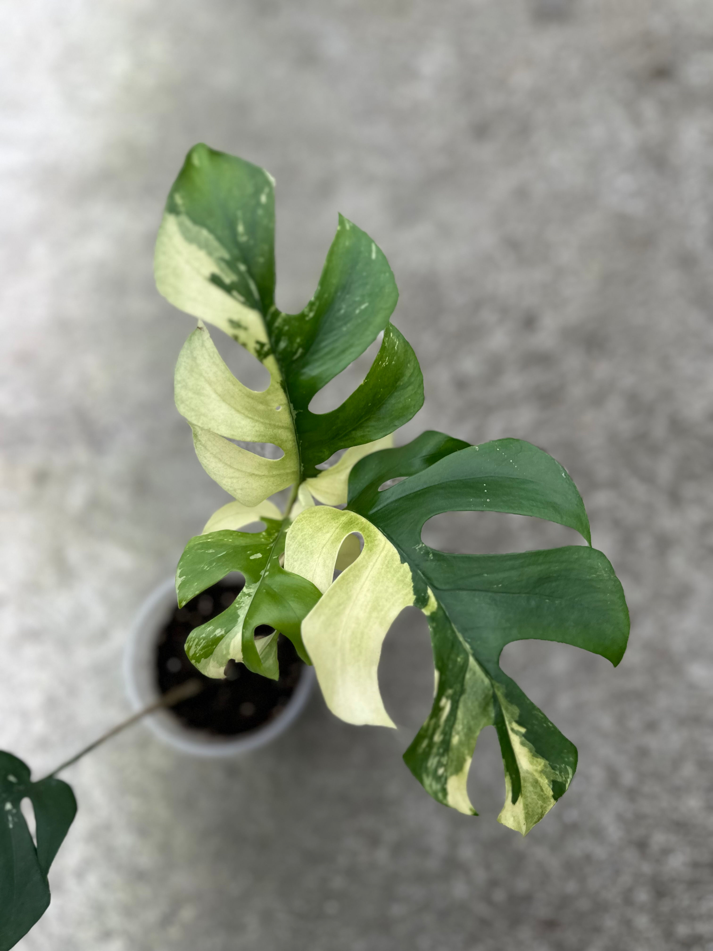 Rhaphidophora Tetrasperma Variegata