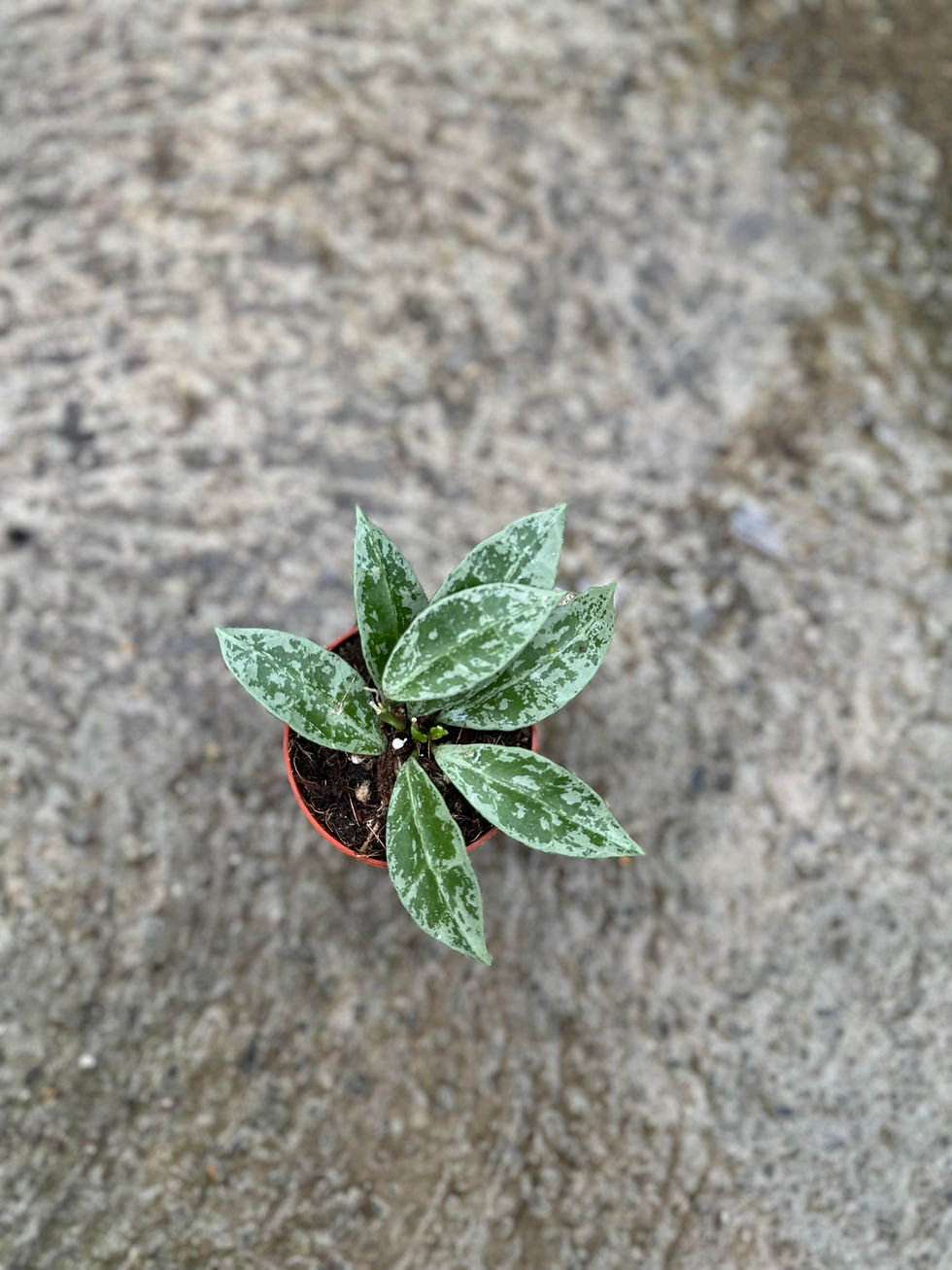 Hoya Lacunosa Snow Leopard