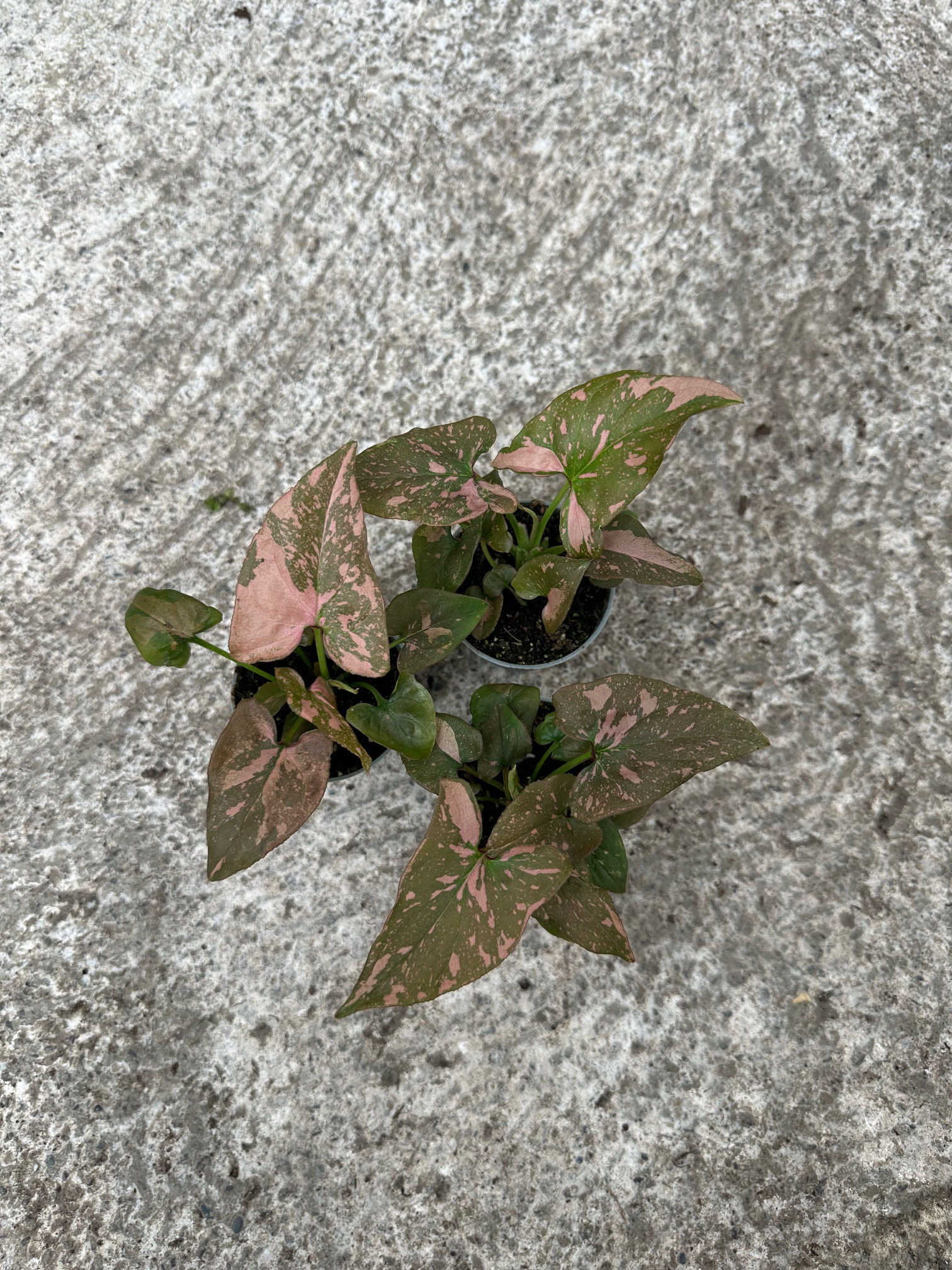 Syngonium Pink Splash