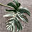 Miniaturbild: Monstera Borsigiana variegata Cutting