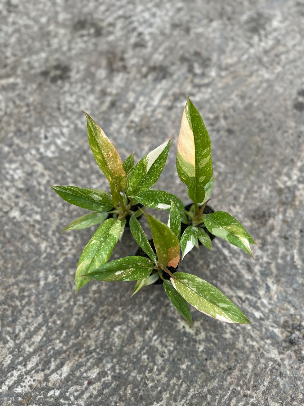 Philodendron Ring of Fire