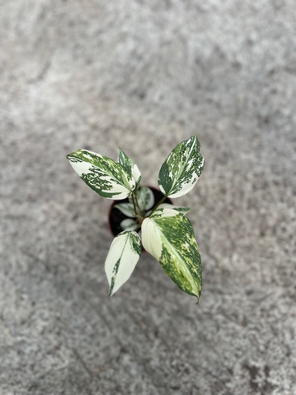 Philodendron Gloriosum Tricolor variegated