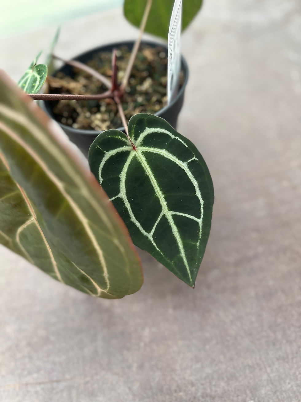 Miniaturbild: Doc Block Anthurium, zaraxmichellexzara
