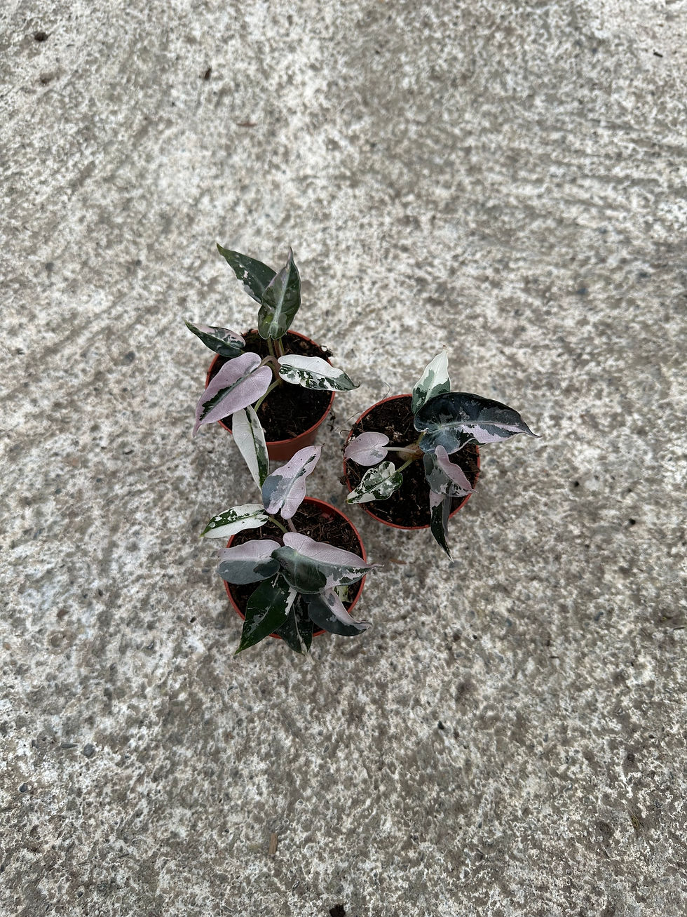 Miniaturbild: Alocasia Bambino Pink Variegata