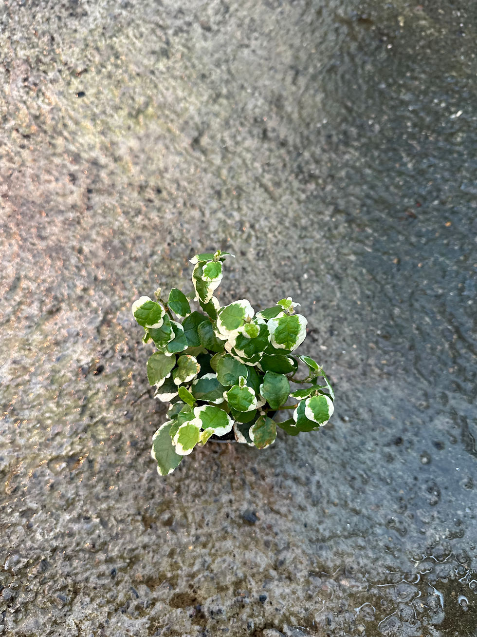 Miniaturbild: Ficus Pumila bellus