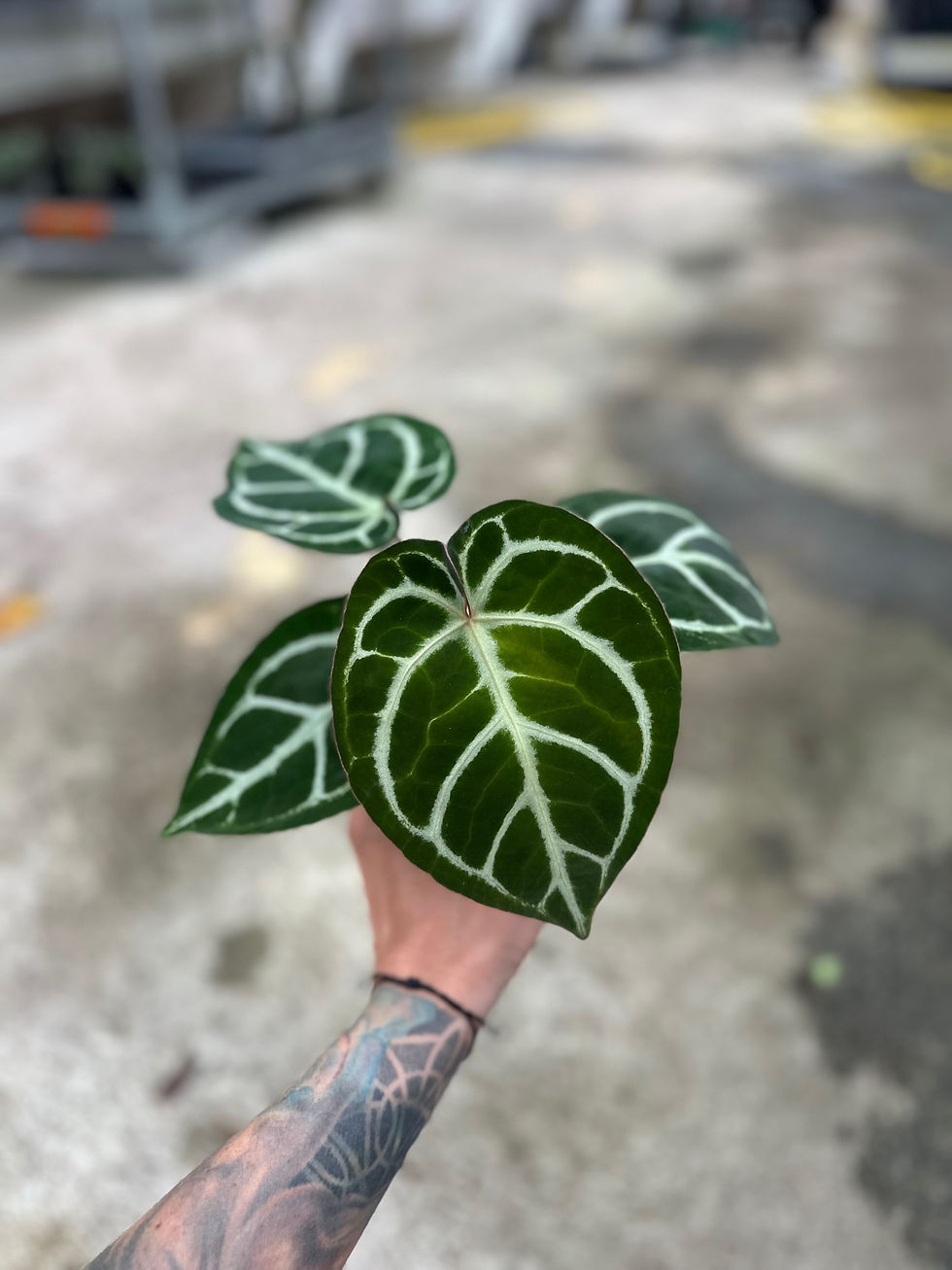 Miniaturbild: Anthurium Zara x Michelle F2 x Silverblush