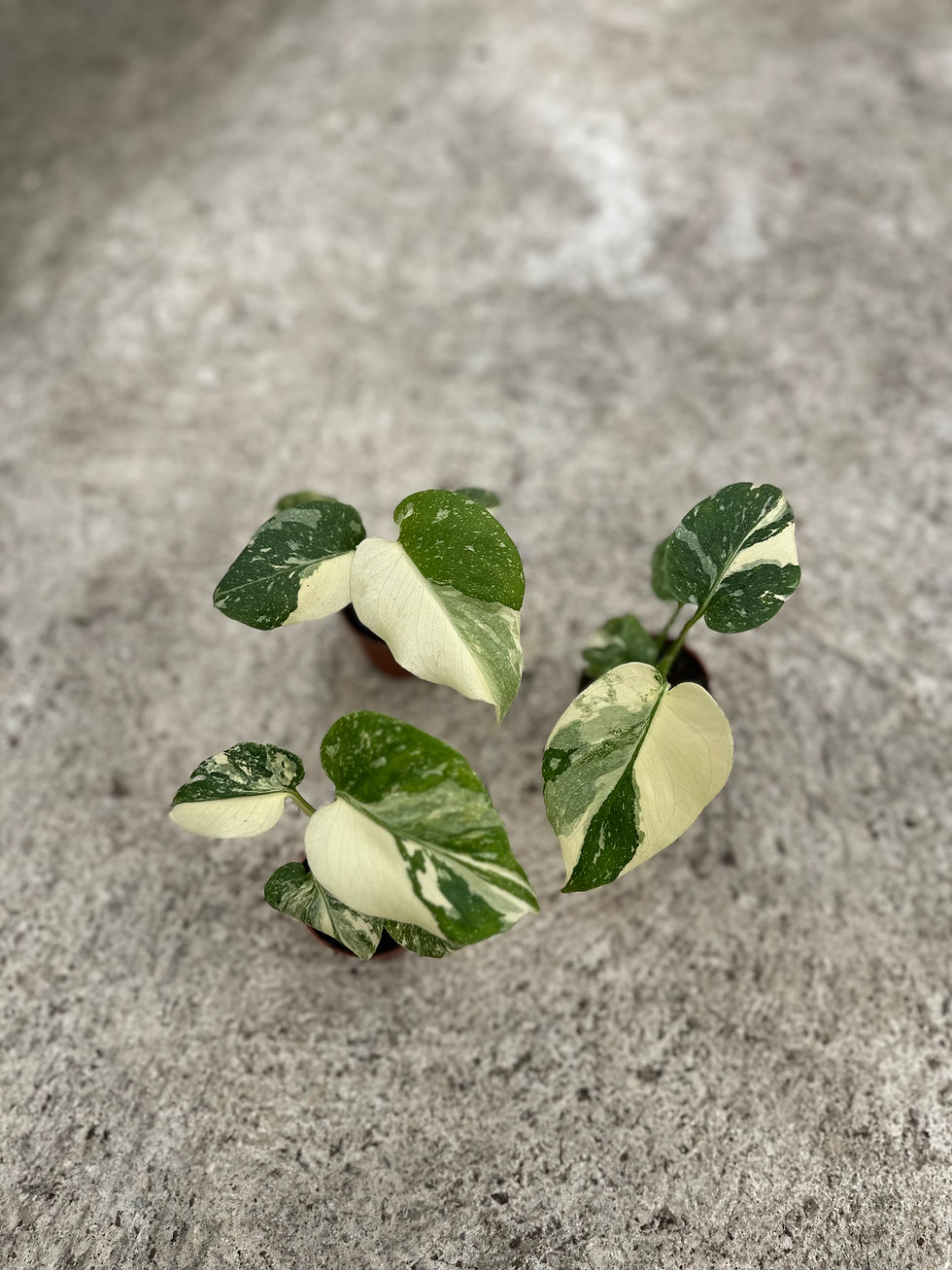 Miniaturbild: Monstera Thaiconstellation