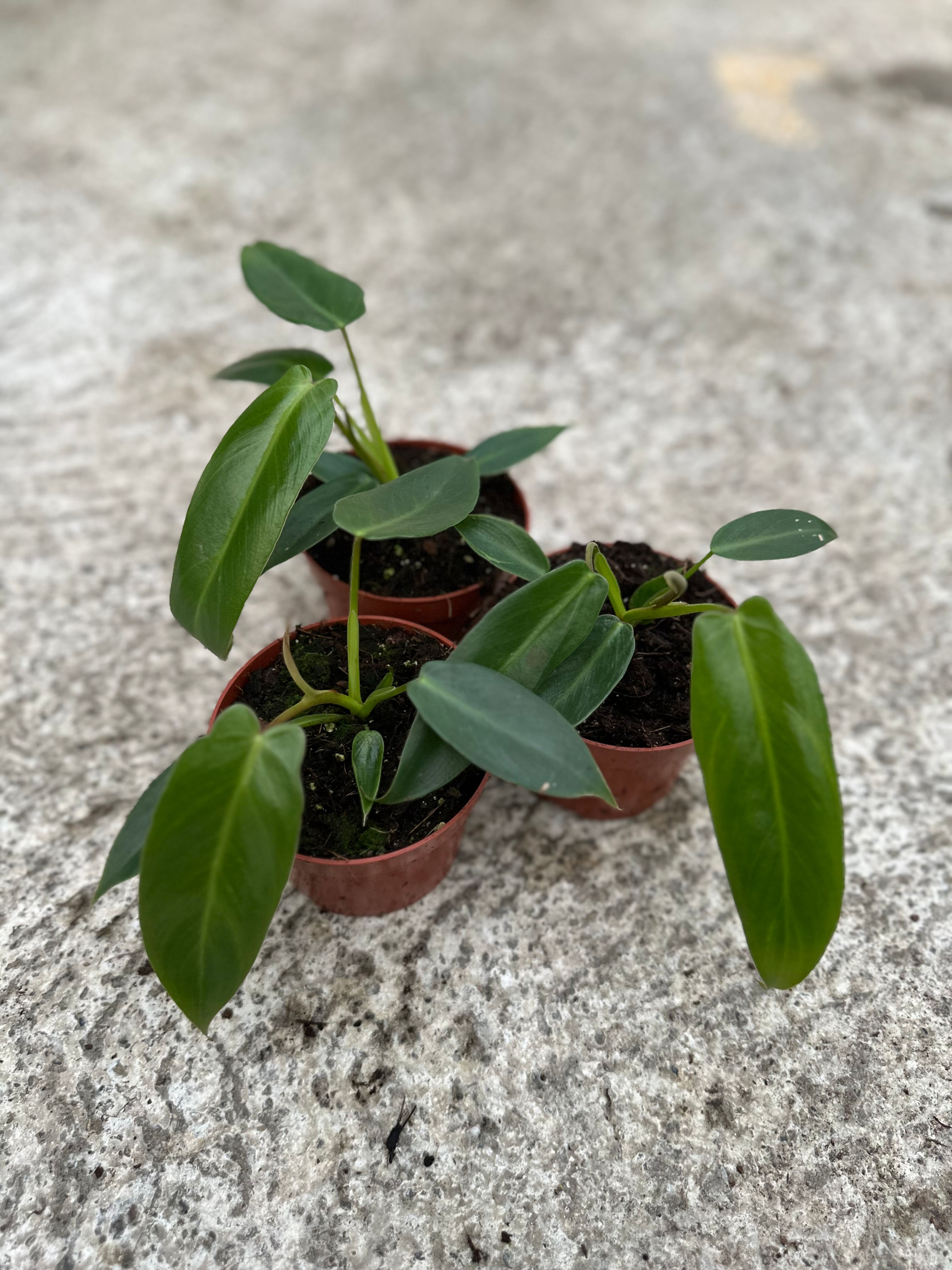 Philodendron Spiritus Sancti