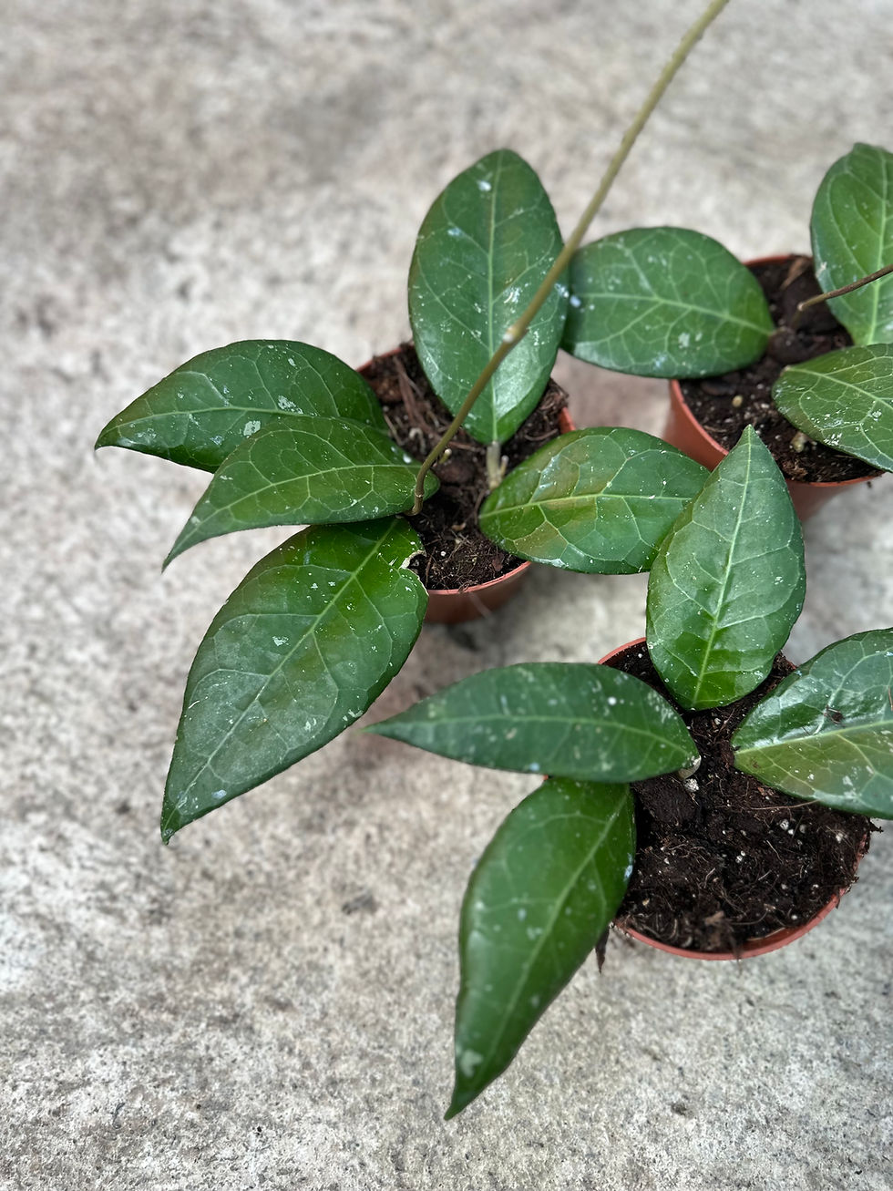 Hoya Verticillata Lampung