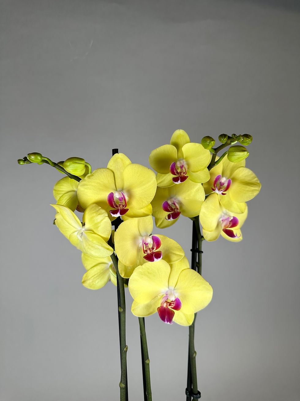 Miniaturbild: Phalaenopsis golden color
