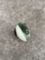 Alocasia Melo variegata