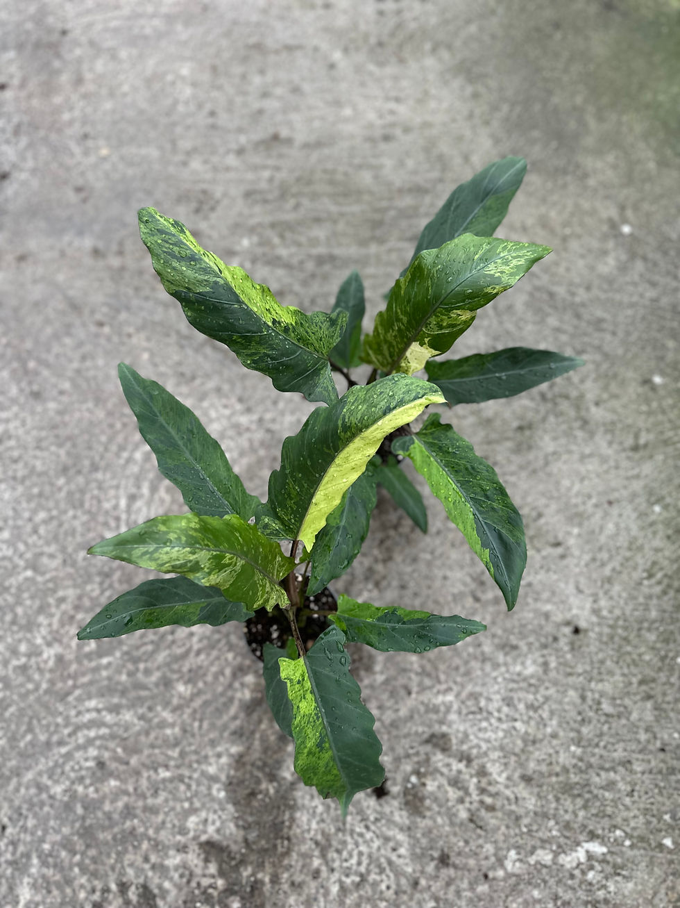 Alocasia Lauterbachiana variegata