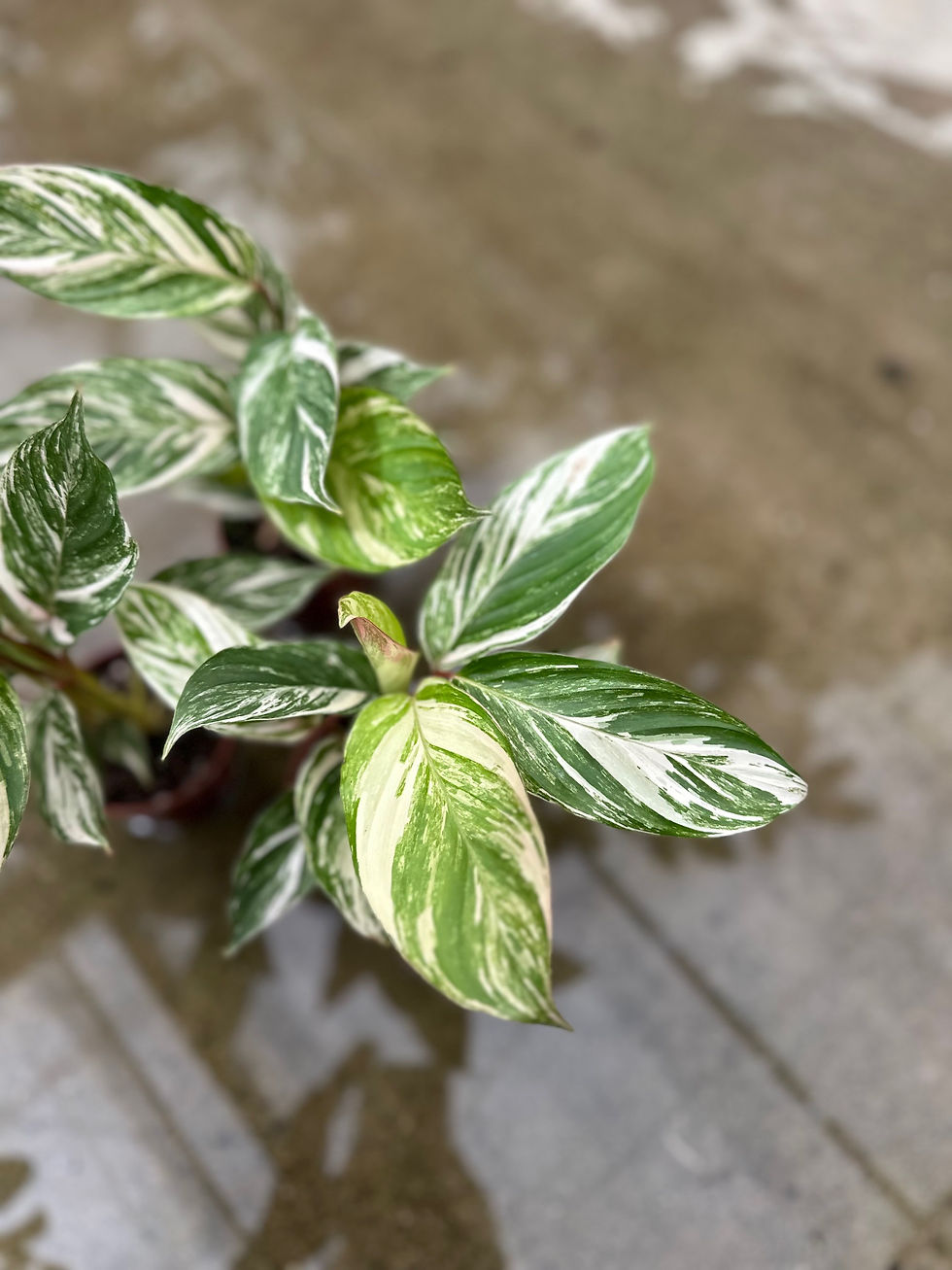 Miniaturbild: Calathea Glaza